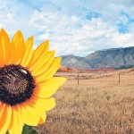 FB_IMG_1428509757633