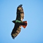 FB_IMG_1428509800800