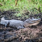 FB_IMG_1428509830259