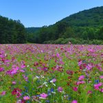 Home to the Mountains